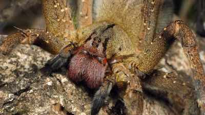 Brazilian wandering spiders: Bites & other facts