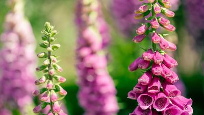What to do with foxgloves after they finish flowering – advice from a professional gardener