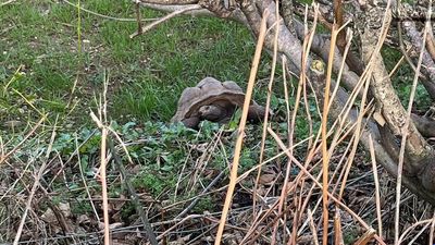 Man charged over discovery of dead giant tortoises in Devon