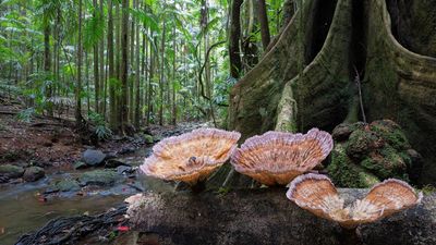 Climate groups lash out at environment protection laws