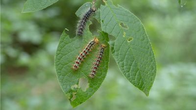 How to get rid of gypsy moth caterpillars – 5 ways to keep these pests away from your plants