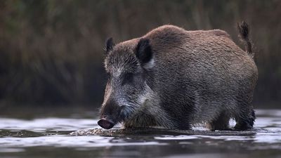 Canadian 'super pigs' are likely to invade northern US, study warns