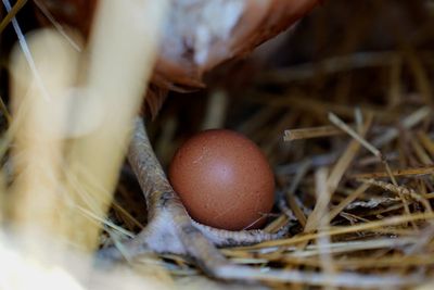 More than four million chickens to be killed after bird flu hits egg farm