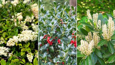 The best fast-growing privacy plants — gardening pros say these 7 shrubs will add shade and seclusion