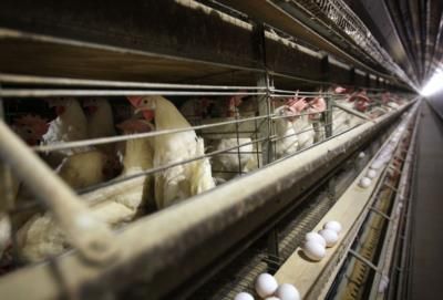 4.2 Million Chickens To Be Killed Due To Bird Flu