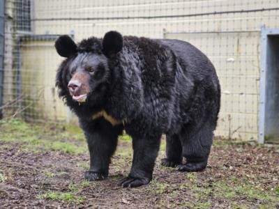 Family Hospitalized After Eating Black Bear Meat At Reunion