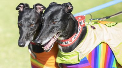 Victoria to digitally track greyhounds as deaths spike