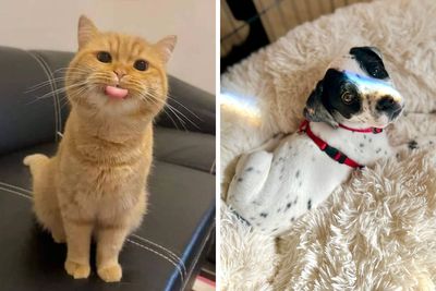 50 Of The Most Wholesome Rescue Pet Pics After They Found Their Forever Home (May Edition)
