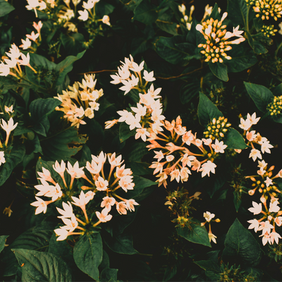 I keep these 9 perfumes on constant rotation—they smell like burying your nose into an expensive bouquet