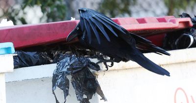 Counting crows in Ibis bin chicken murder