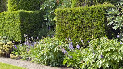 Best fast-growing hedges – 10 ideas for speedy structure and beautiful boundaries