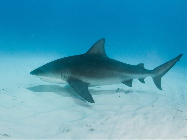 US state named global shark attack capital