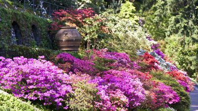 Best pink plants for a summer border – 5 beautiful blooms for a spectacular display