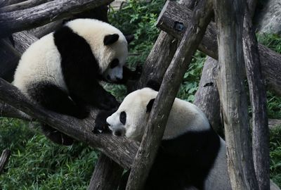 Panda Diplomacy Is Back: China Sending Two Bears To Washington