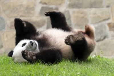 National Zoo Welcomes New Giant Pandas From China