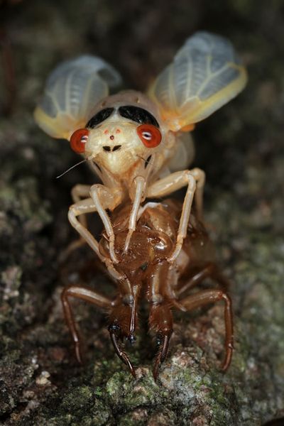 Cicadas Don’t Hibernate Underground for Years — It’s a Lot Weirder Than That
