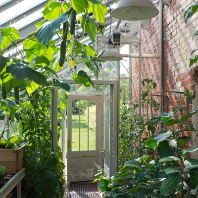 How to grow cucumbers vertically - a step-by-step guide to help you nail this space-saving growing method