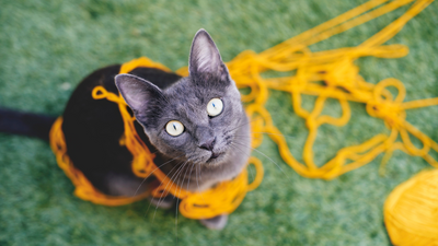 Vet weighs in on why you shouldn’t let your cat play with yarn (and what to give them instead)
