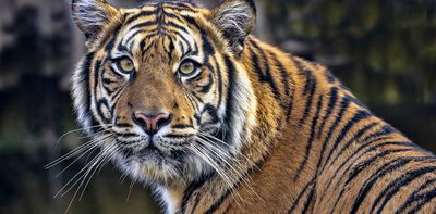 Could South Korea become a model for tackling illegal tiger trade?