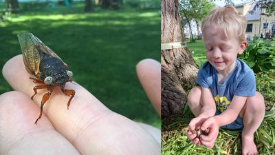 Mutant blue-eyed cicadas discovered outside Chicago during rare double brood event