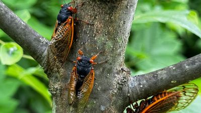 Double cicada bloom 2024: Google Doodle celebrates once-in-221-year event with band of bugs