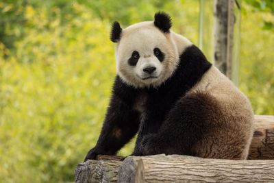 Giant pandas will return to the DC zoo thanks to a surprise new deal with China