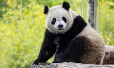 Two giant pandas from China to arrive at US National Zoo