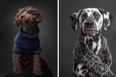 I Interviewed Dogs And Wrote A Book Sharing Their Stories, Here Are 15 Of The Featured Dogs