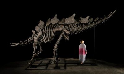 ‘Virtually complete’ Stegosaurus fossil to be auctioned at Sotheby’s geek week