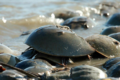 Thousands of dead crabs are washing up on Maryland shores after having their ‘blue blood’ harvested, suit says