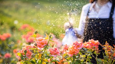 How to water roses the right way – and the watering mistakes to avoid that can damage your plants