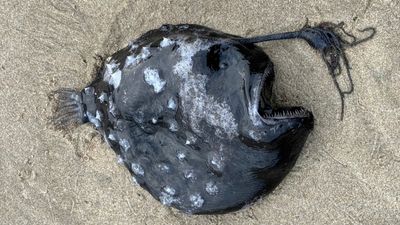 Nightmarish 'footballfish' washes up dead on US beach in potential 1st-of-its-kind occurrence