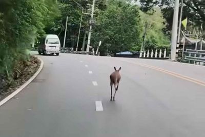 Kangaroo escapes from Chiang Mai Zoo