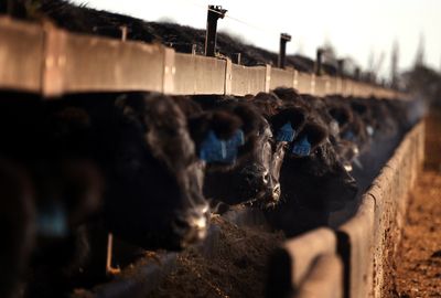 China lifts ban on Australian beef exporters in the latest sign of thaw