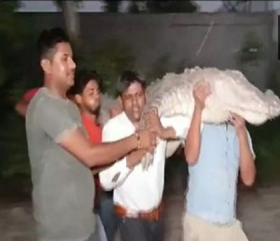 10-foot crocodile crawls out of canal in UP's Bulandshahr, rescued by forest department