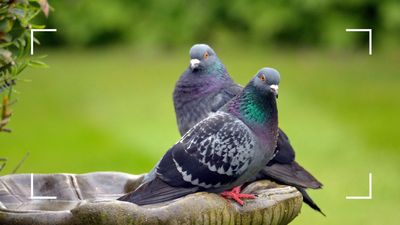 Pest experts reveal how to keep pigeons out of your garden without causing harm
