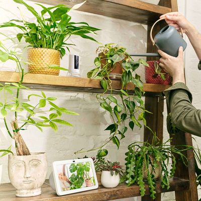 ‘Alexa, be my plant whisperer’ – the unusual tricks the AI assistant can do to help your houseplants thrive