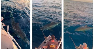 Giant great white shark encounter off Port Stephens brings home fears for offshore wind