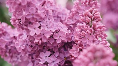 Best shrubs for the front of the house – 10 plants to grow for color and fragrance