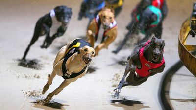 Greyhound racing turns corner with track safety plans