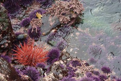 Mysterious plague is wiping out sea urchins across the globe, scientists say