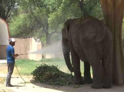 Delhi Zoo sets up, water sprinklers, pools for animals amid increasing heat