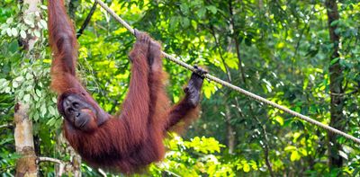 Orangutan diplomacy: why Malaysia’s scheme is attracting criticism before it starts