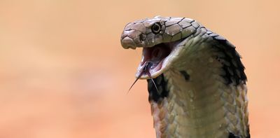 Breakthroughs and setbacks on the hunt for a universal snakebite antivenom – podcast