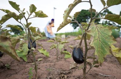 ‘Forgotten citizens’: South Africa’s farm workers threatened with eviction