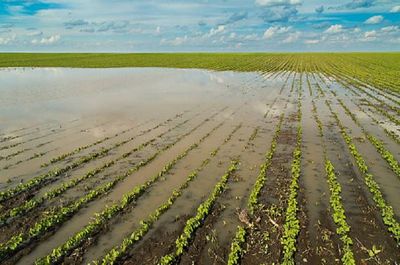 Healthy, timely and well-distributed rains can boost agriculture incomes by bolstering rural demand: CRISIL report