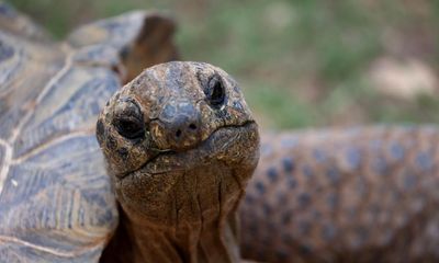 Man sentenced for dumping bodies of giant tortoises in Devon woodland