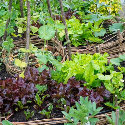 What is keyhole gardening? Why it may be time to take your raised beds to the next level and create a sustainable keyhole garden at home