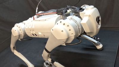 Meet LocoMan, the quirky robot dog that can stand up on its hind legs like a meerkat and play with objects