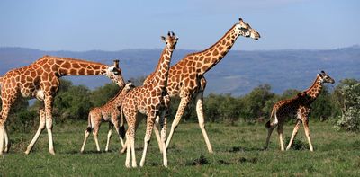 How many giraffe species are there? Understanding this is key to their protection